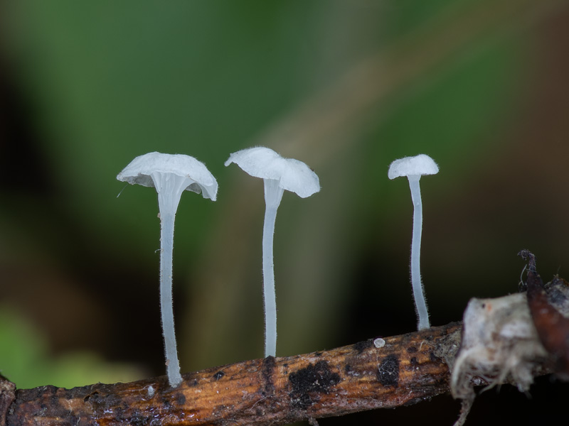 Hemimycena crispula